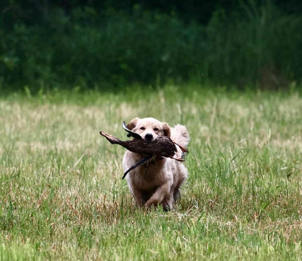 Photo of CH Forever’s Find Your Beach JH RN DN TKA CGCA RATS SWN OD, a  Golden Retriever.