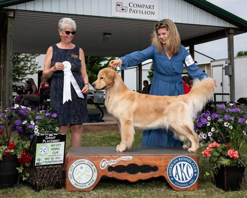 Photo of CH Forever’s Find Your Beach JH RN DN TKA CGCA RATS SWN OD, a  Golden Retriever.