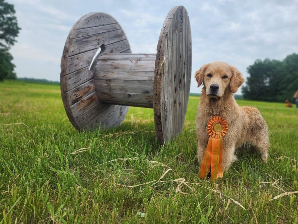 Photo of CH Forever’s Find Your Beach JH RN DN TKA CGCA RATS SWN OD, a  Golden Retriever.