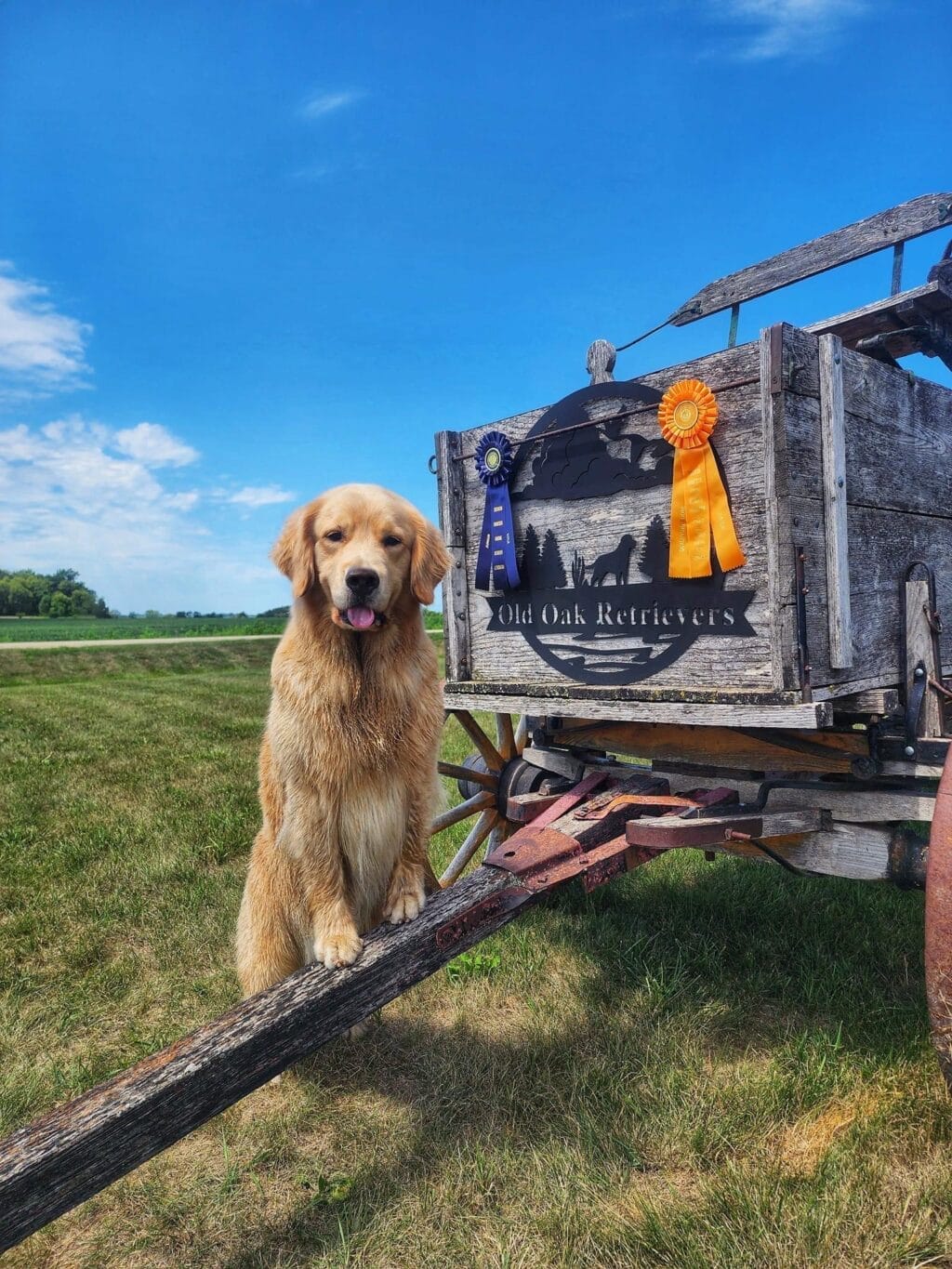 Photo of CH Forever’s Find Your Beach JH RN DN TKA CGCA RATS SWN OD, a  Golden Retriever.