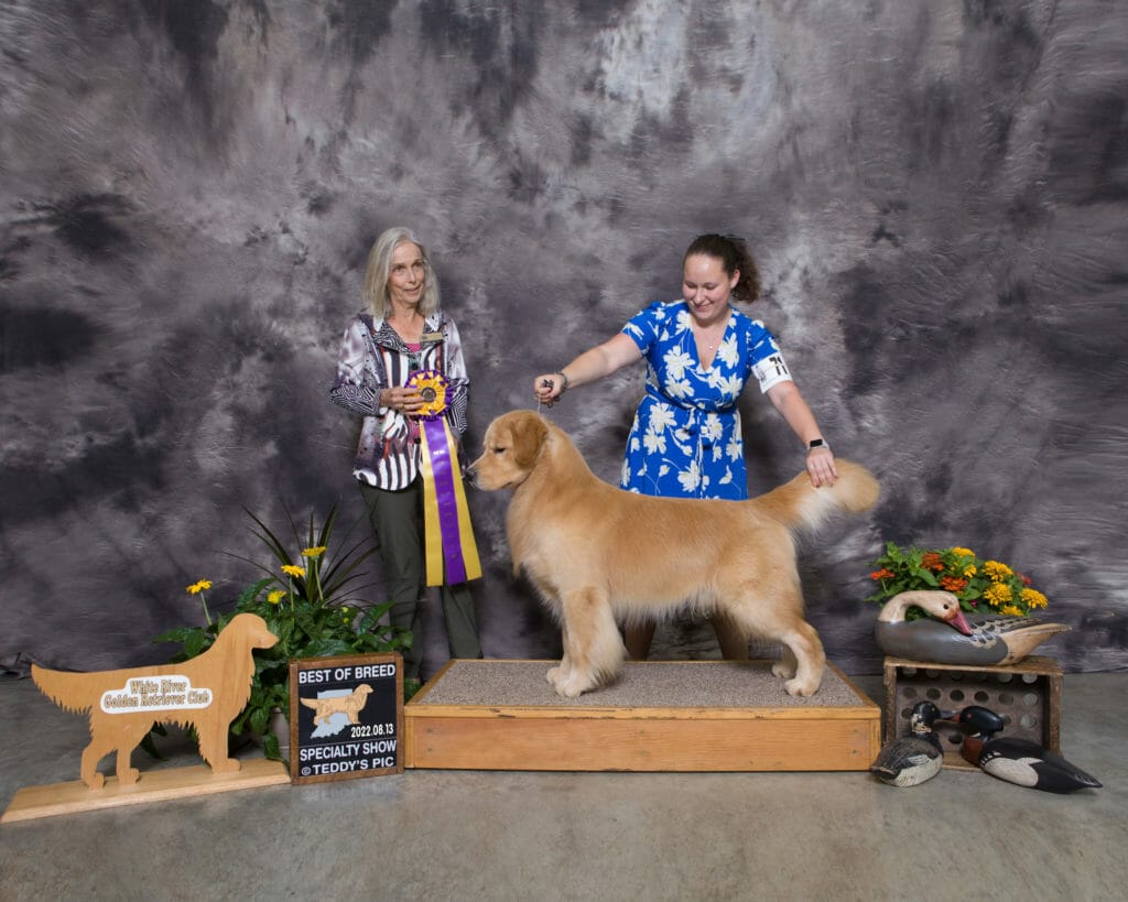 garçon forever just for the halibut - golden retriever