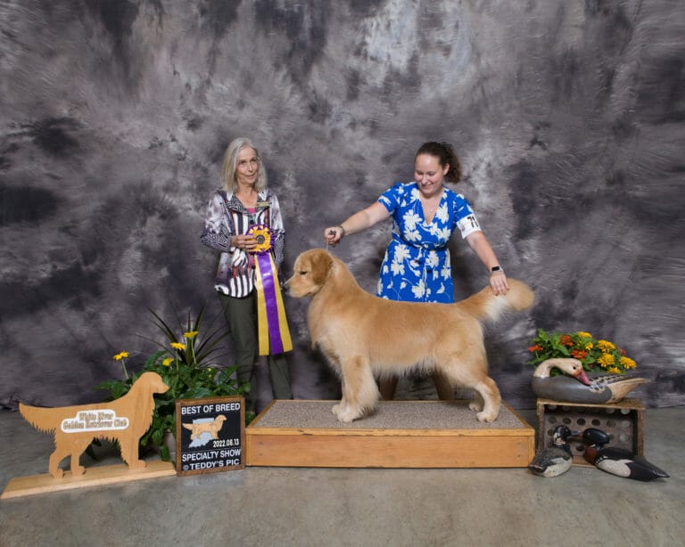 garçon forever just for the halibut - golden retriever