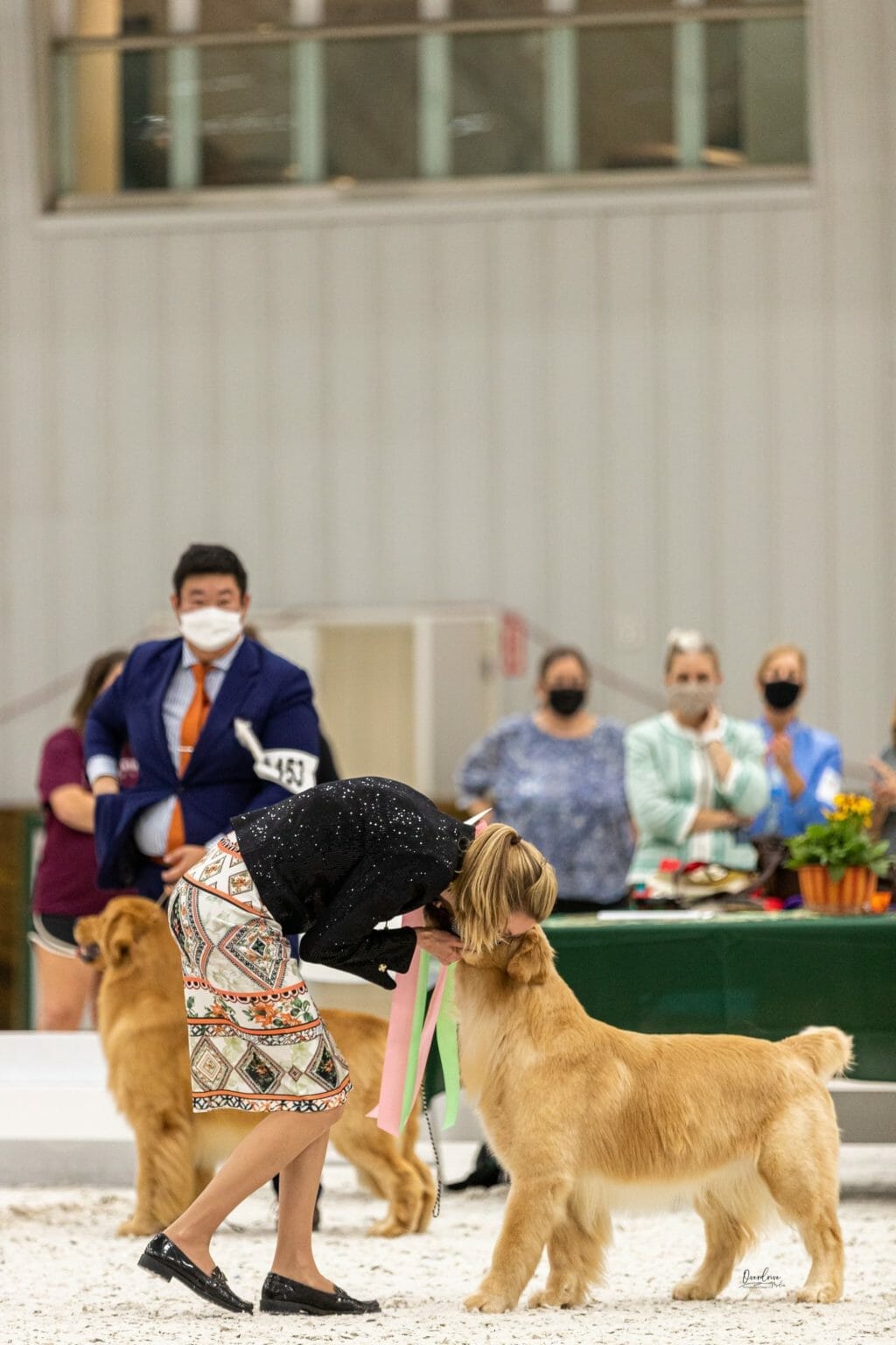 forevers straight from the barrel - golden retriever