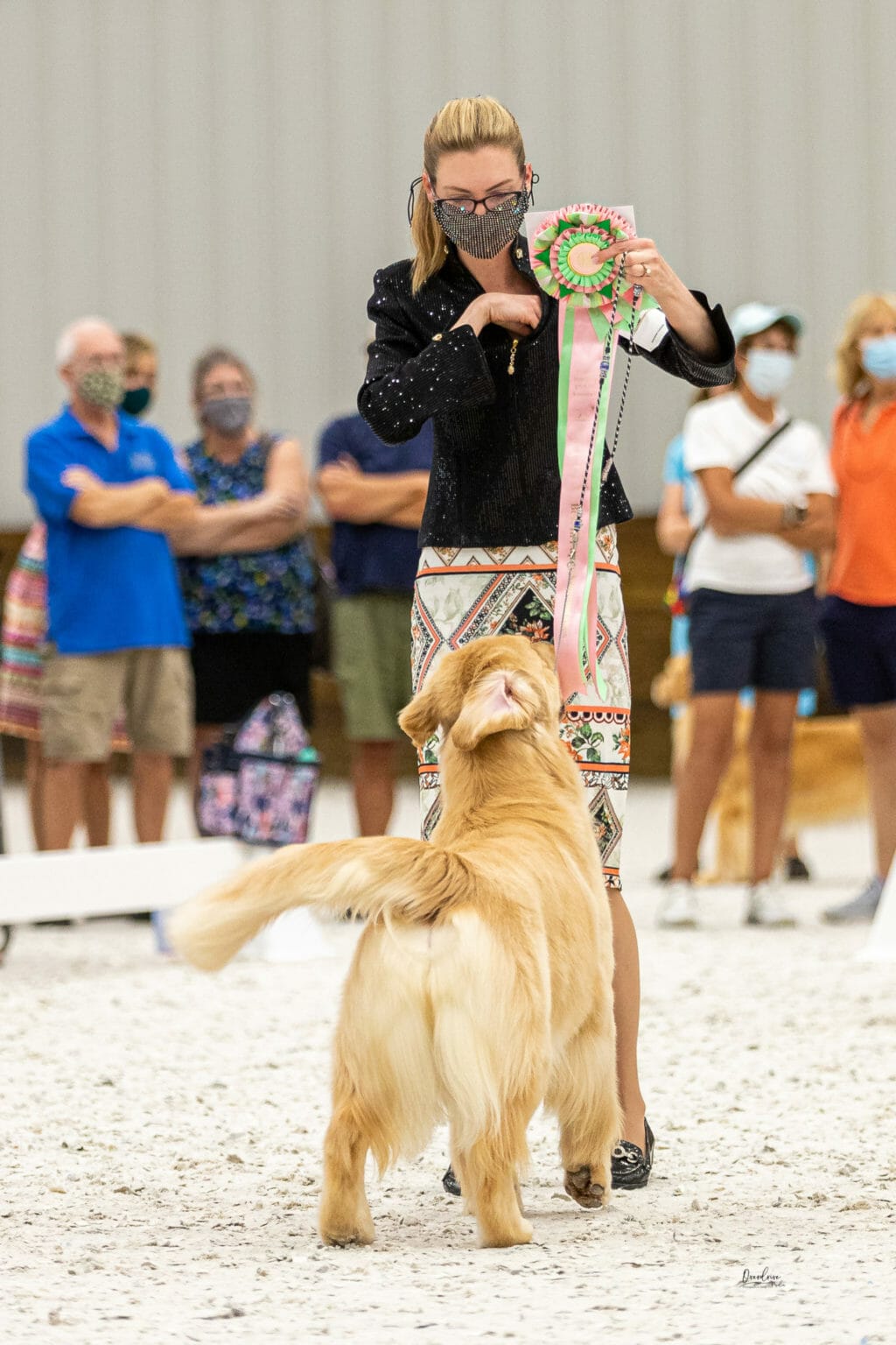 forevers straight from the barrel - golden retriever