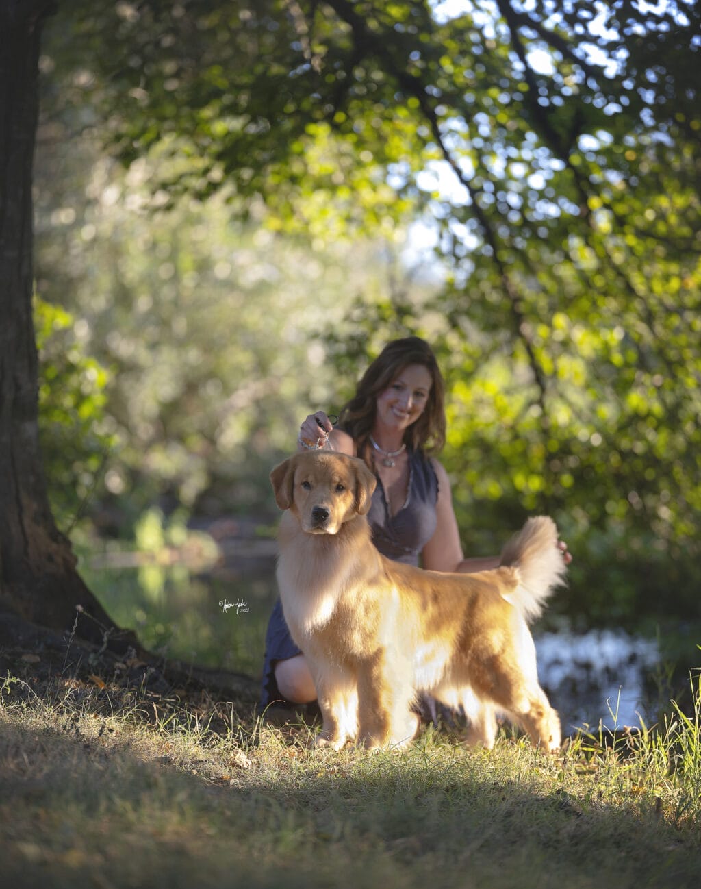 Photo of BIS BISS GCHP Goodfield Forever Redneck Woman SDHF, a  Golden Retriever.