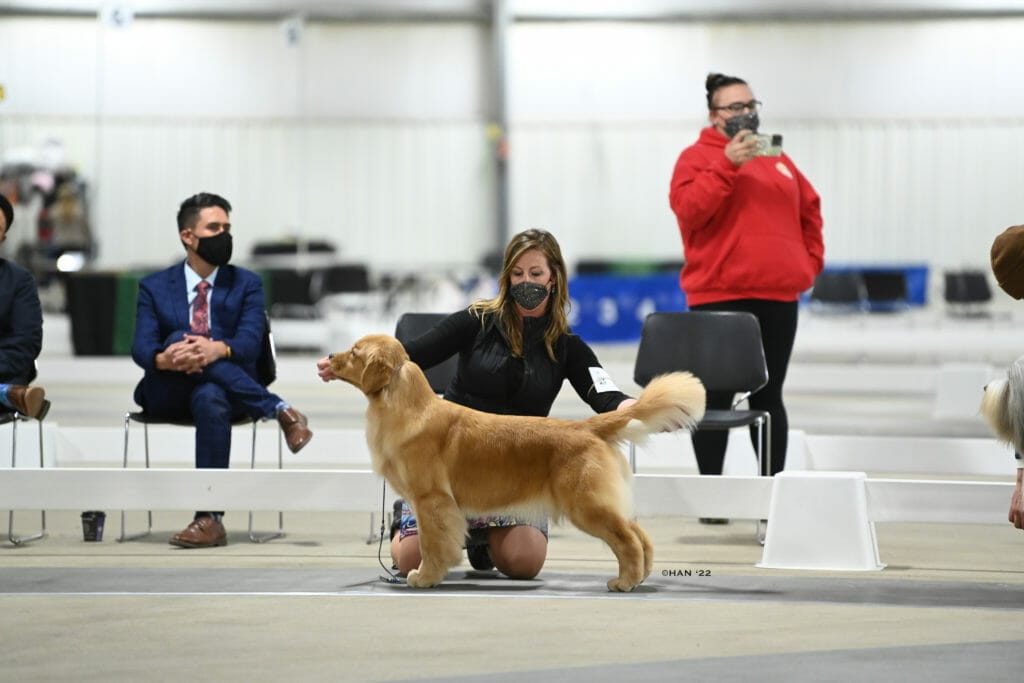 Goodfield Forever Red Neck Woman - golden retriever