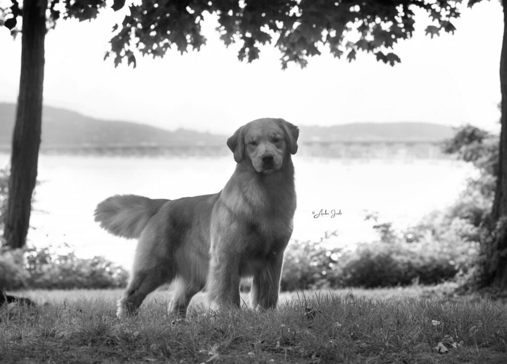 Goodfield Forever Red Neck Woman - golden retriever