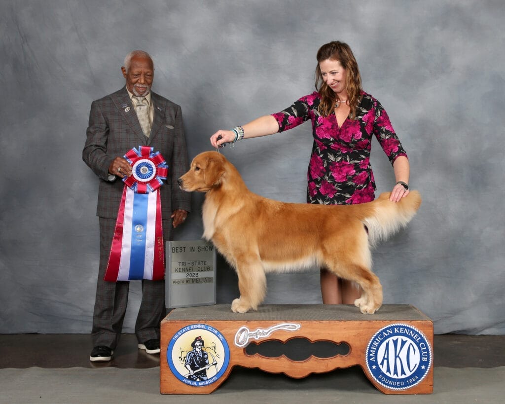 Photo of BIS BISS GCHP Goodfield Forever Redneck Woman SDHF, a  Golden Retriever.