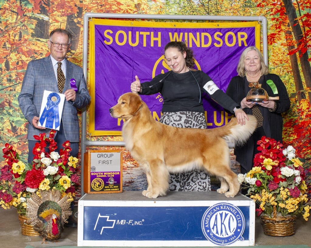 Photo of BIS BISS GCHP Goodfield Forever Redneck Woman SDHF, a  Golden Retriever.