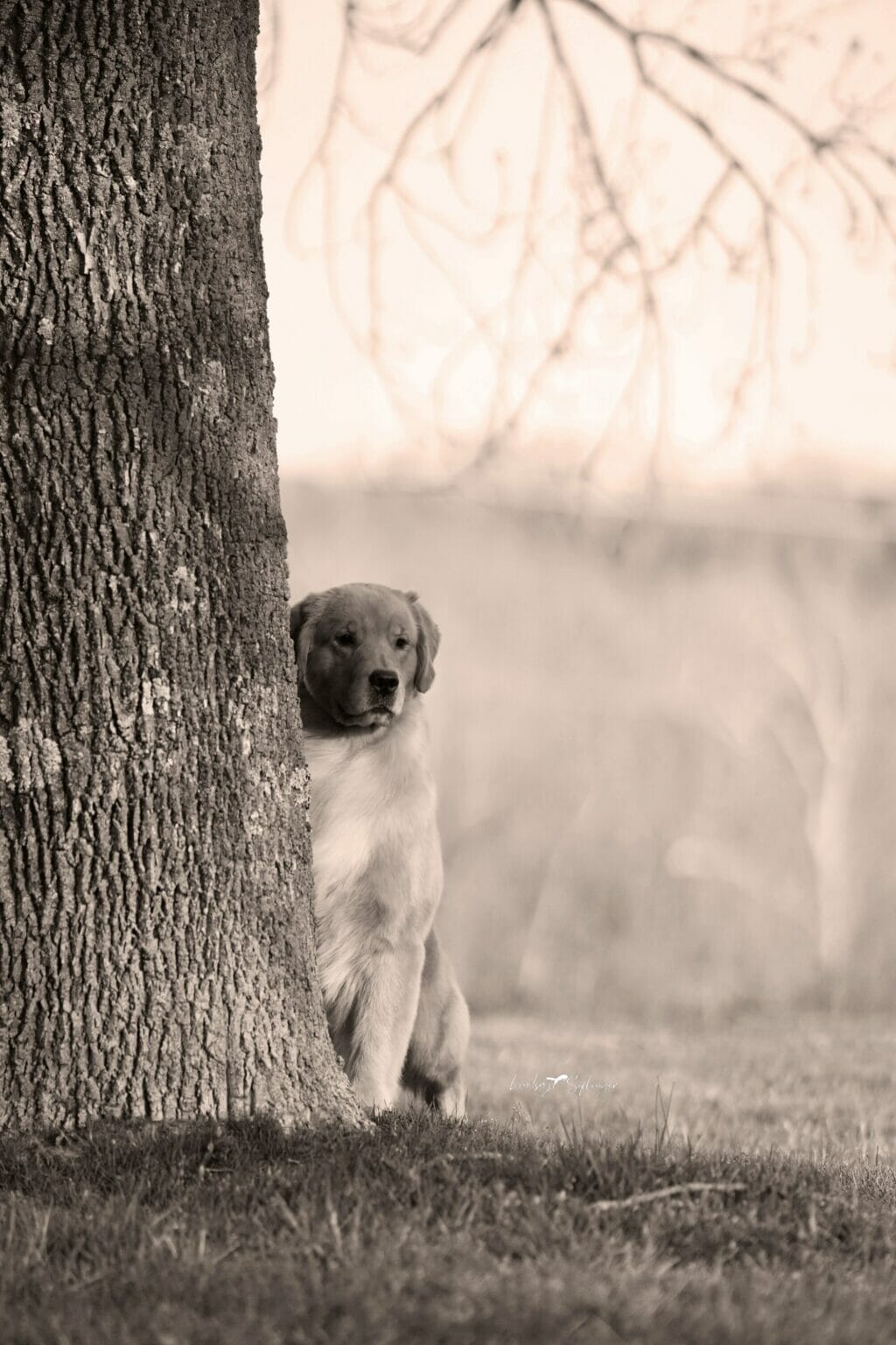 Photo of BIS BISS GCHP Goodfield Forever Redneck Woman SDHF, a  Golden Retriever.