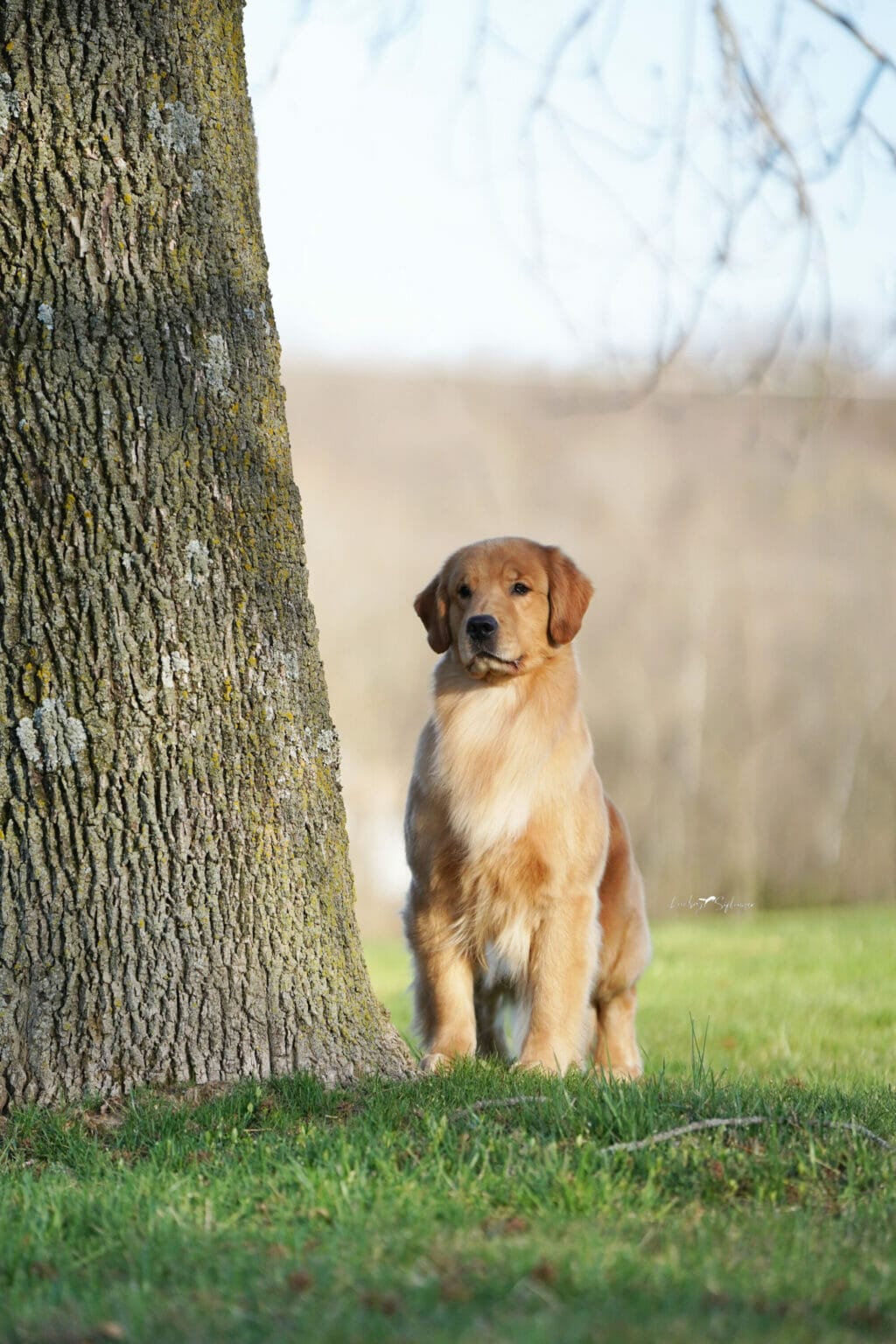 Photo of BIS BISS GCHP Goodfield Forever Redneck Woman SDHF, a  Golden Retriever.