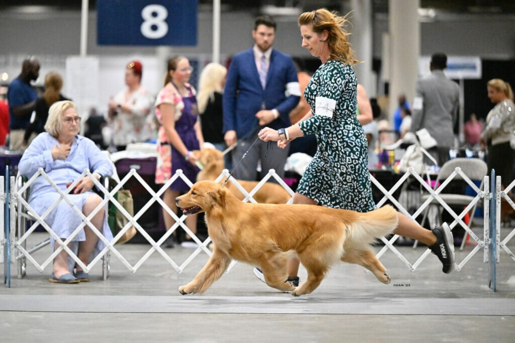 Photo of BIS BISS GCHP Goodfield Forever Redneck Woman SDHF, a  Golden Retriever.