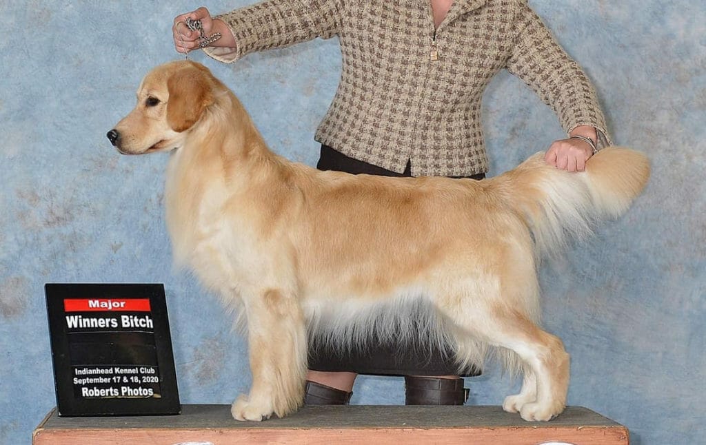 FOREVER'S PRETTY THINGS GET DIRTY - golden retriever