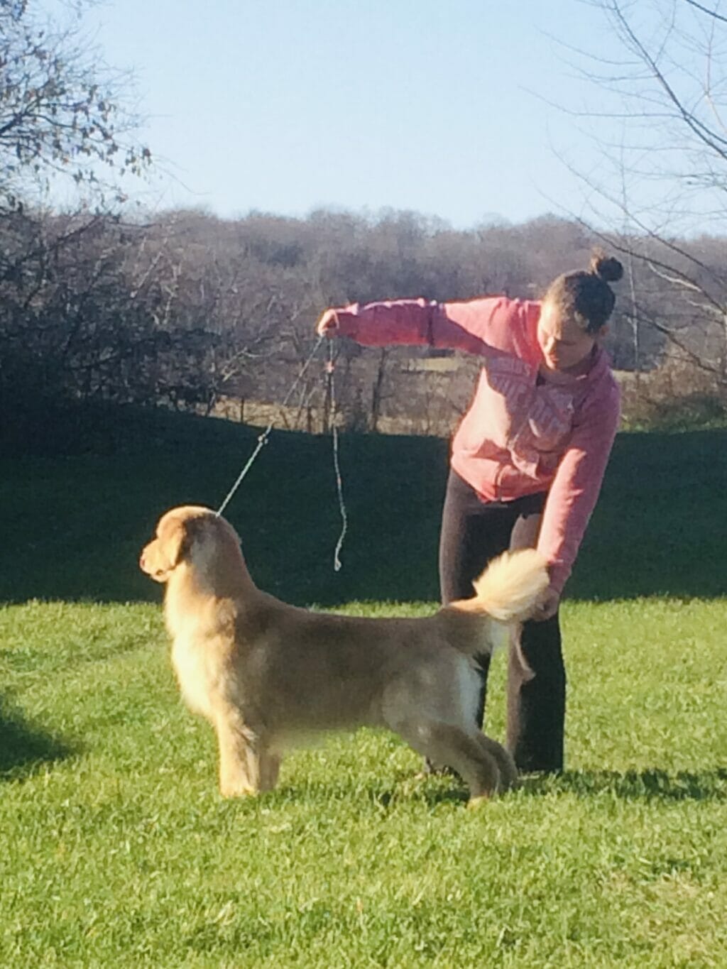 Photo of CH Forever’s Dirty Deed, a  Golden Retriever.
