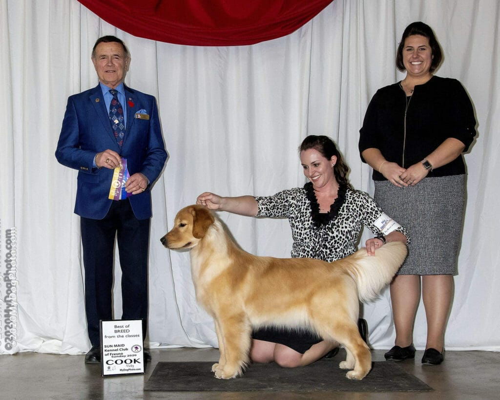 forevers wreaking havoc - golden retriever