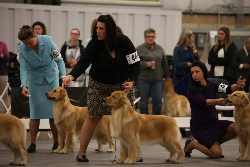 forevers wreaking havoc - golden retriever