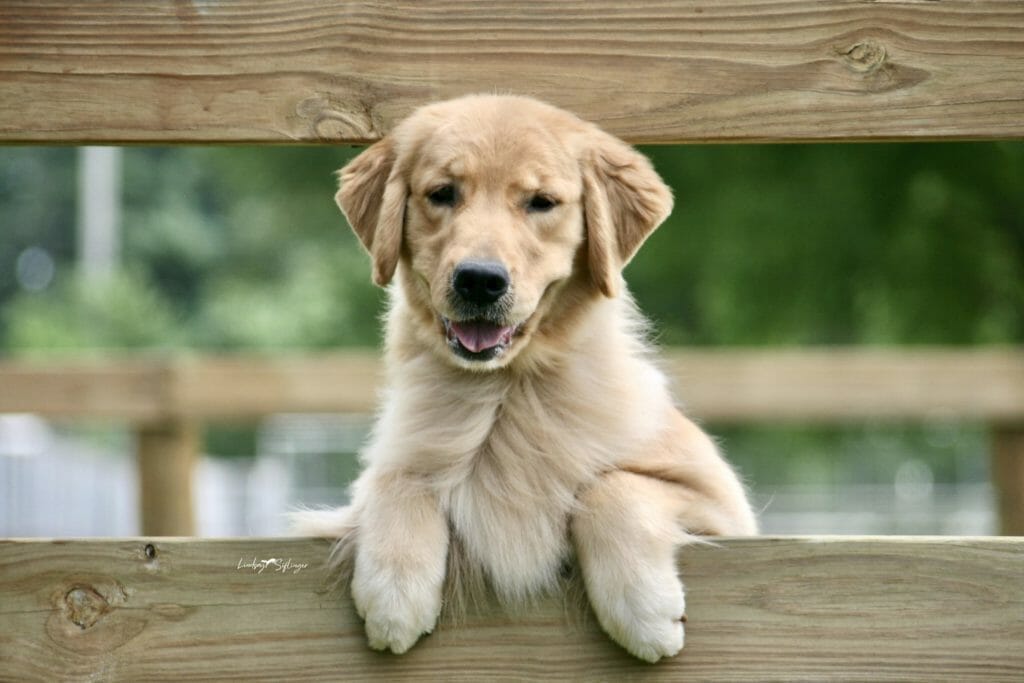 forevers wreaking havoc - golden retriever