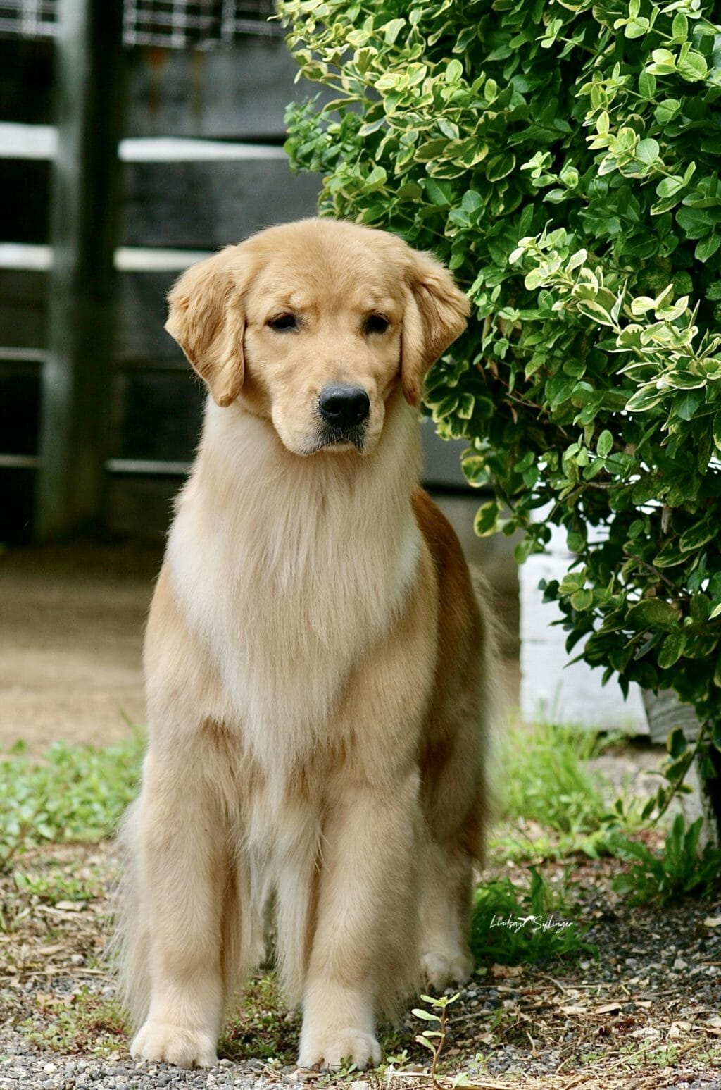 forevers wreaking havoc - golden retriever