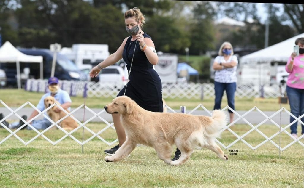 c'bears spot on at devanley - golden retriever