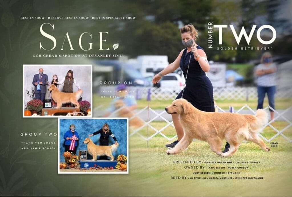 Photo of BIS BISS GCH C’Bear’s Spot On At Devanley SDHF, a  Golden Retriever.