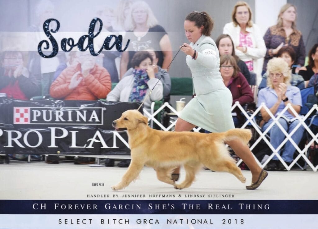 Photo of GCH Forever Garcin’s She’s The Real Thing, a  Golden Retriever.