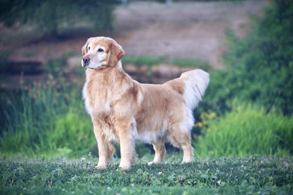 Photo of MBISS CH Doizaki Dalane Simply Astownding CGC, a  Golden Retriever.