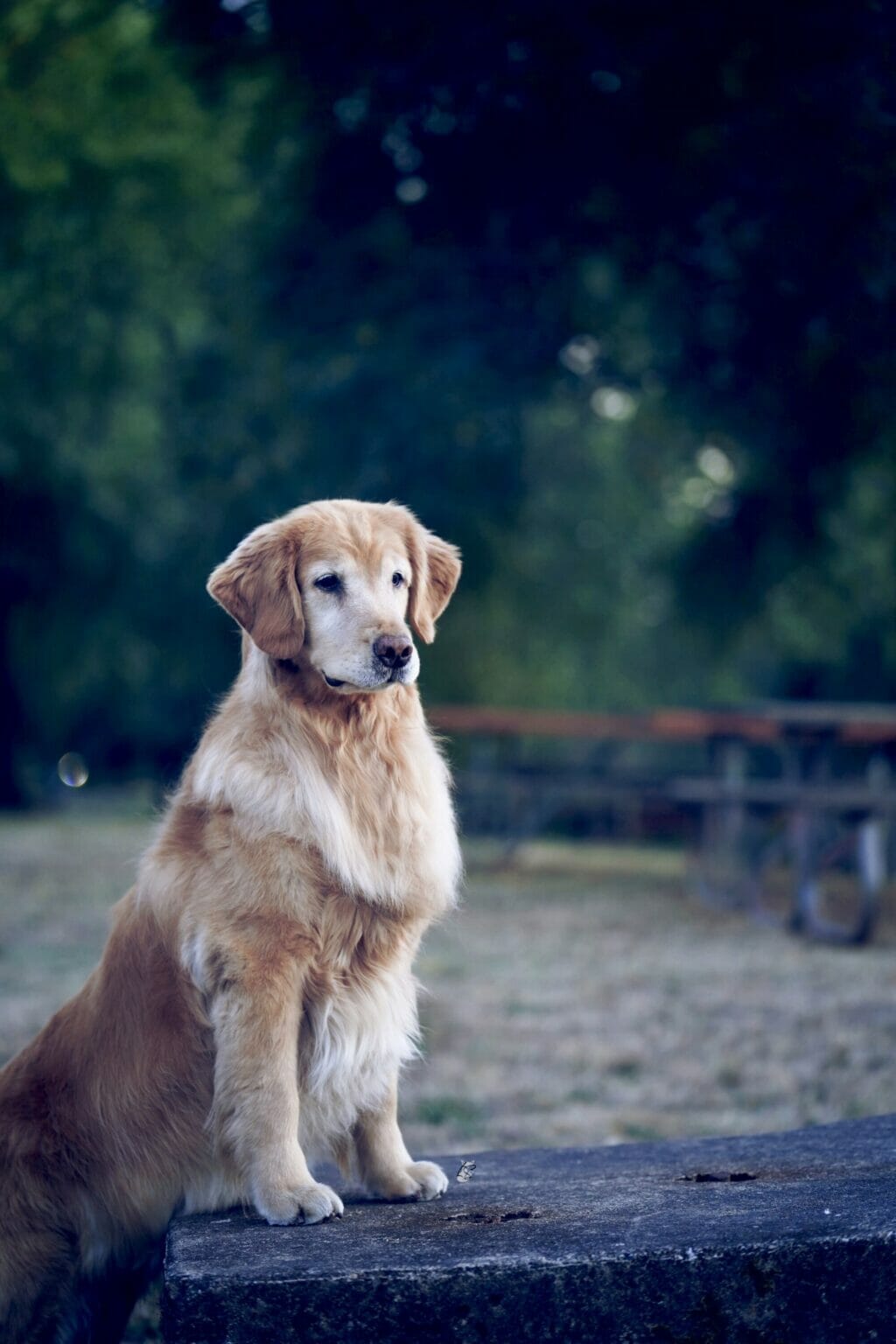 Photo of MBISS CH Doizaki Dalane Simply Astownding CGC, a  Golden Retriever.