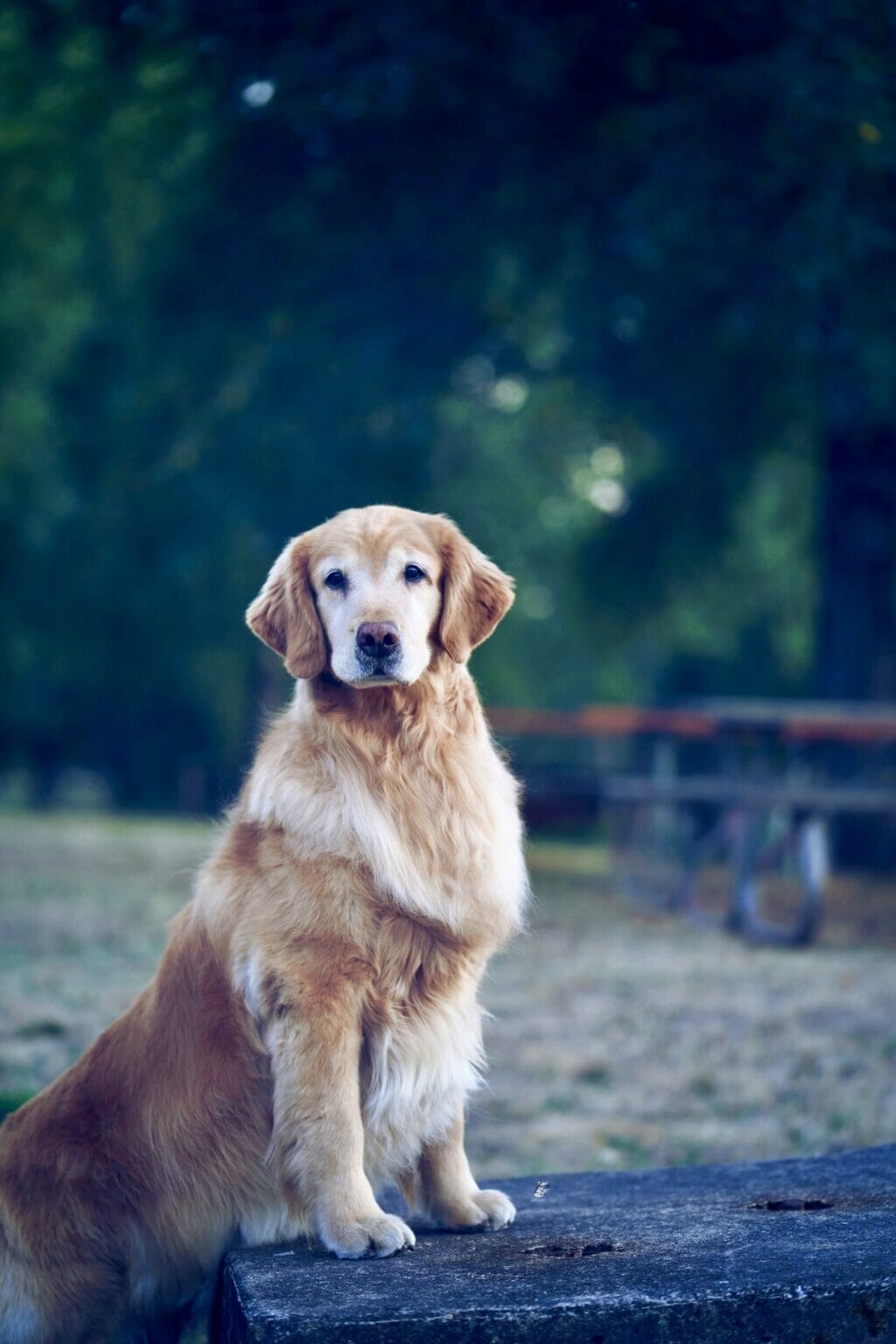 Photo of MBISS CH Doizaki Dalane Simply Astownding CGC, a  Golden Retriever.