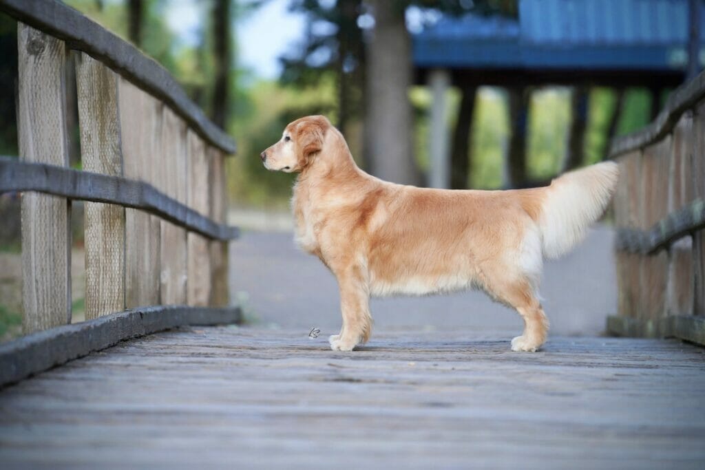 Photo of MBISS CH Doizaki Dalane Simply Astownding CGC, a  Golden Retriever.