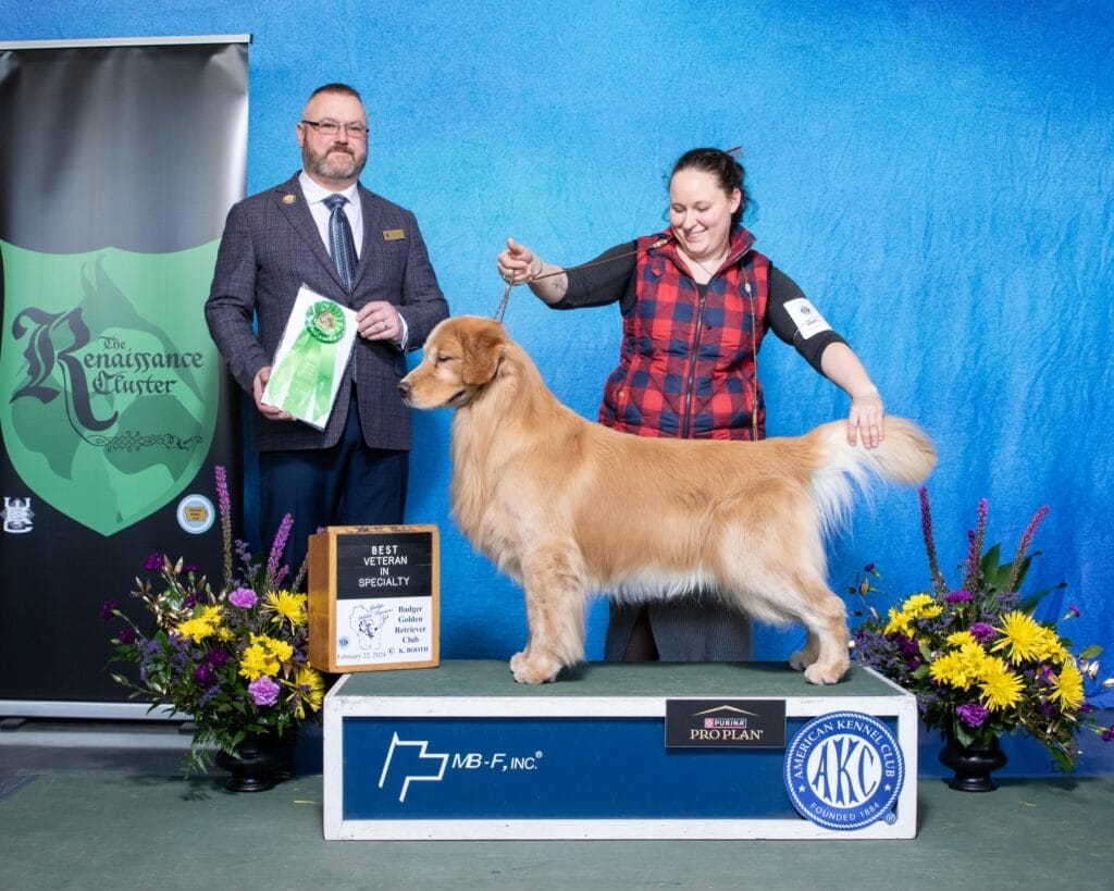 Photo of BVISS CH Forever’s Dirt On My Boots CD RA CGC, a  Golden Retriever.