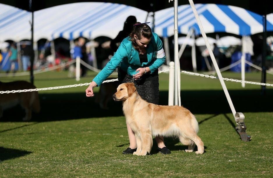 Photo of Ch Forever’s I’ll Have Another, a  Golden Retriever.