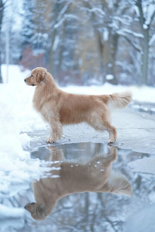 forevers one man band - golden retriever