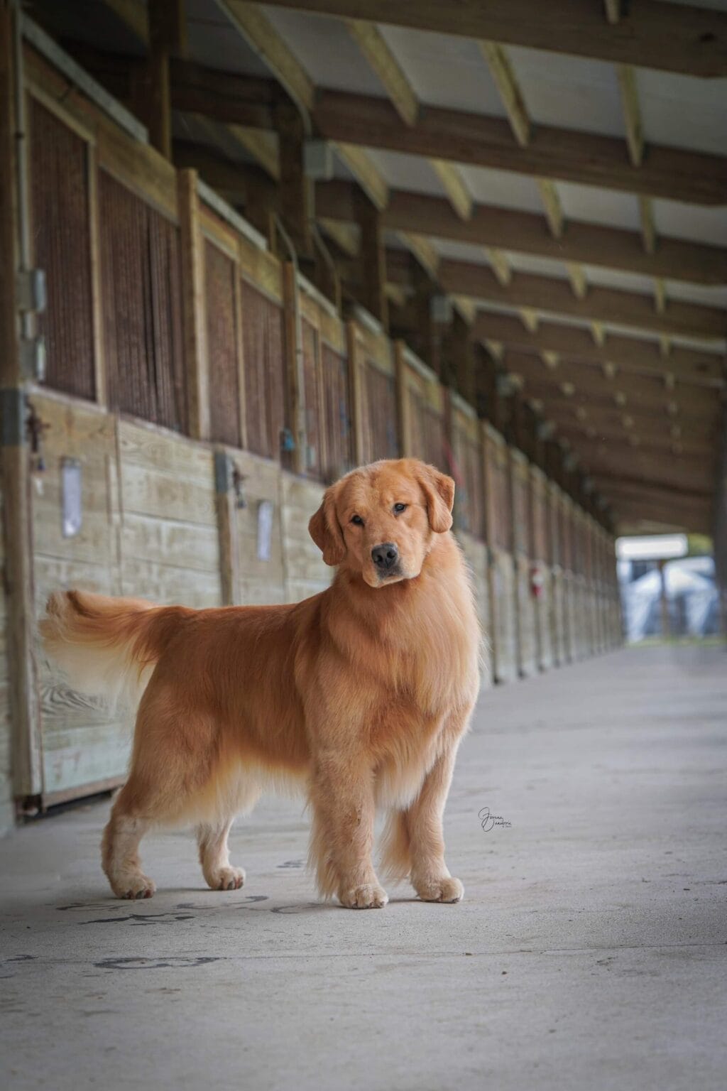 Photo of BISS US GCHB CH CAMP.MEX.GCM.PNM Forever’s Wine, Beer, Whiskey, a  Golden Retriever.
