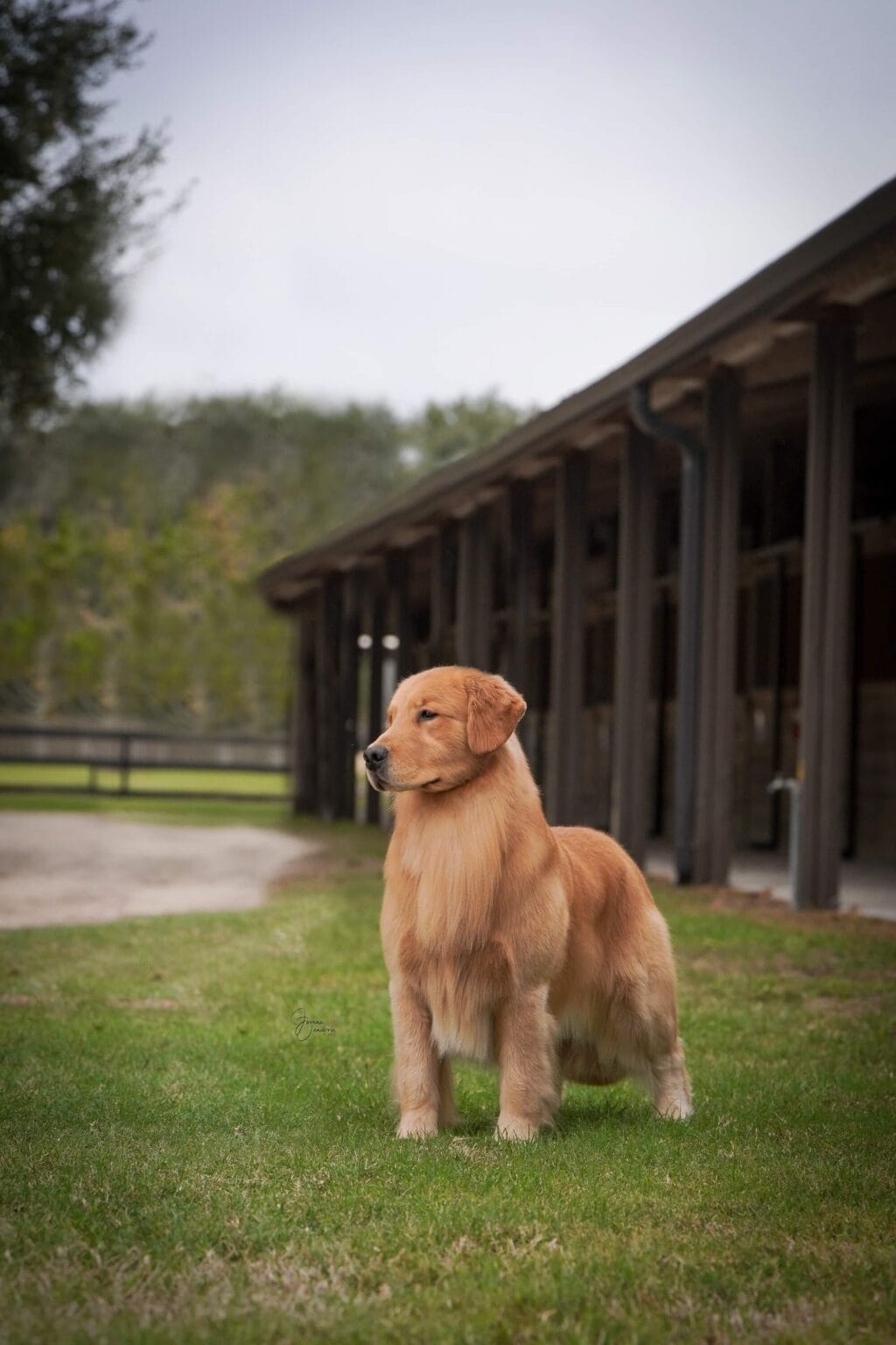 Photo of BISS US GCHB CH CAMP.MEX.GCM.PNM Forever’s Wine, Beer, Whiskey, a  Golden Retriever.