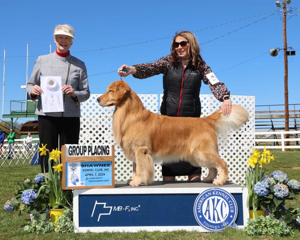 Photo of BISS US GCHB CH CAMP.MEX.GCM.PNM Forever’s Wine, Beer, Whiskey, a  Golden Retriever.
