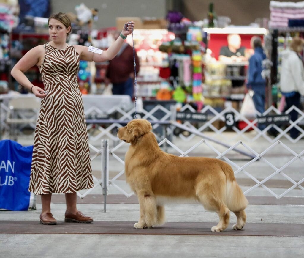Photo of BISS US GCHB CH CAMP.MEX.GCM.PNM Forever’s Wine, Beer, Whiskey, a  Golden Retriever.