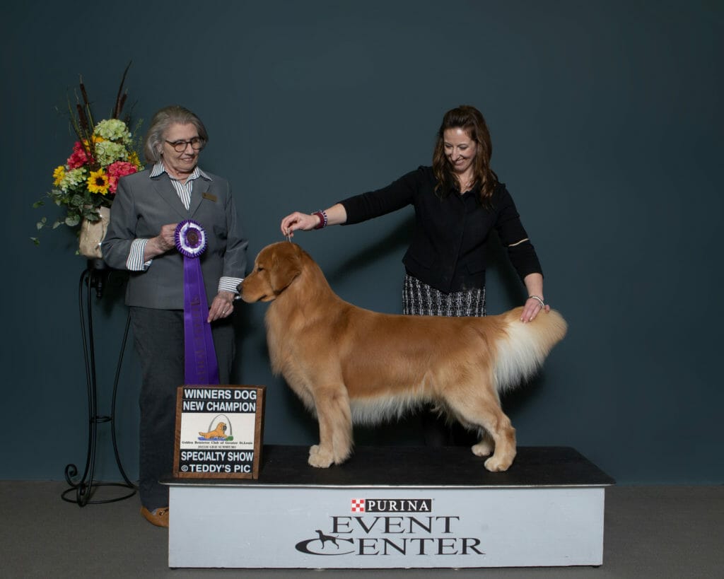 forevers wine beer whiskey - golden retriever