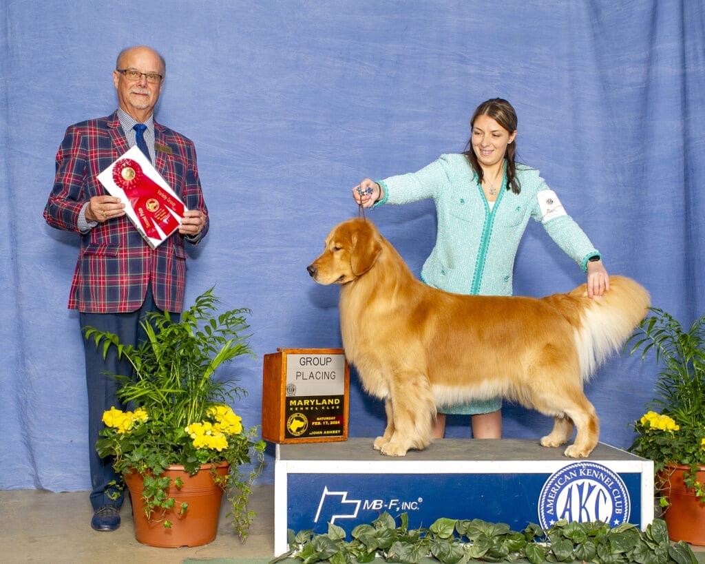 Photo of BISS US GCHB CH CAMP.MEX.GCM.PNM Forever’s Wine, Beer, Whiskey, a  Golden Retriever.