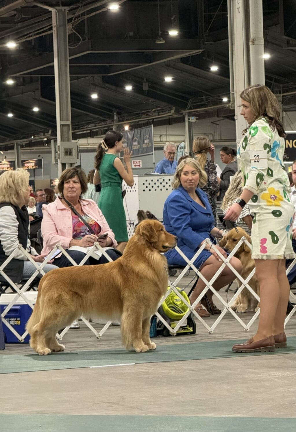 Photo of BISS US GCHB CH CAMP.MEX.GCM.PNM Forever’s Wine, Beer, Whiskey, a  Golden Retriever.