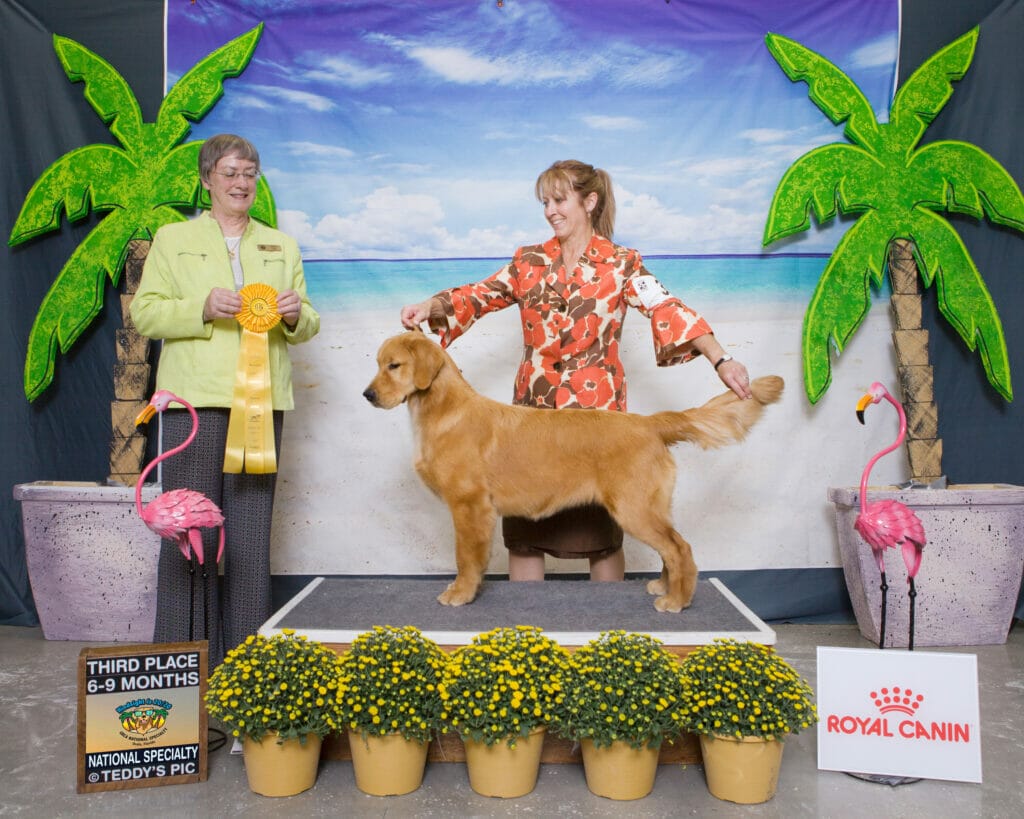 Photo of CH Sonador’s Forever Rebellious, a  Golden Retriever.