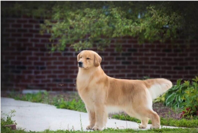 good times owl be back - golden retriever
