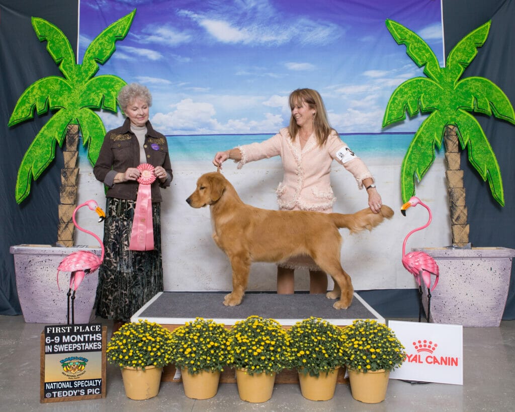 Photo of CH Sonador’s Forever Rebellious, a  Golden Retriever.