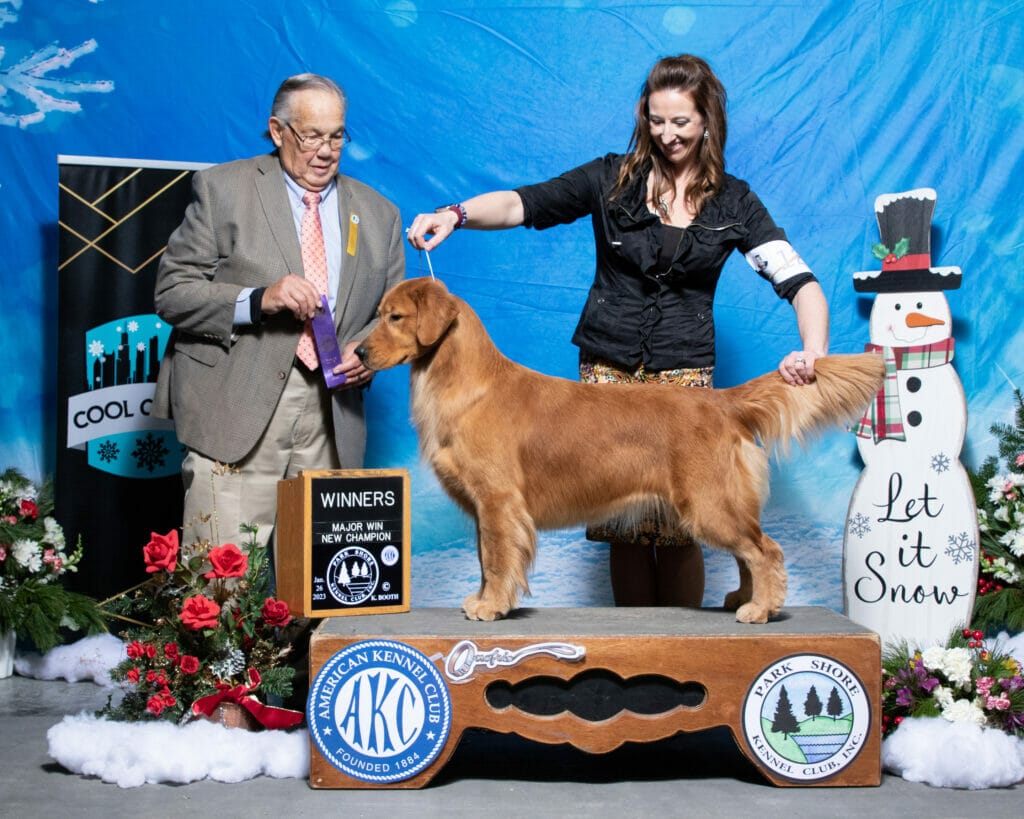 Photo of CH Sonador’s Forever Rebellious, a  Golden Retriever.