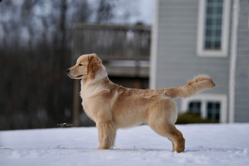 sun coast forever end game - golden retriever
