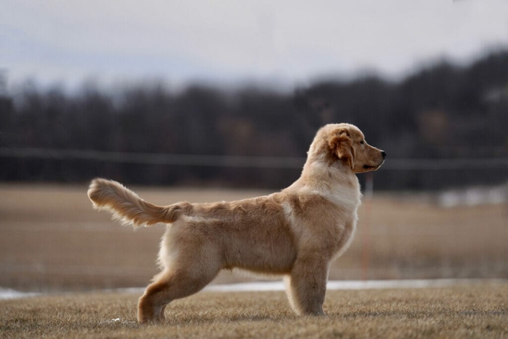 sun coast forever end game - golden retriever