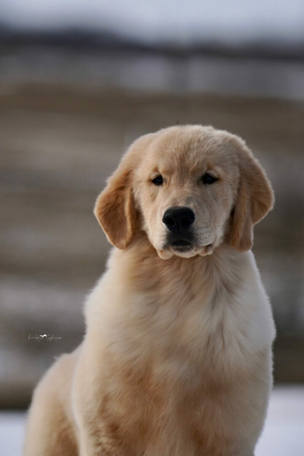 sun coast forever end game - golden retriever