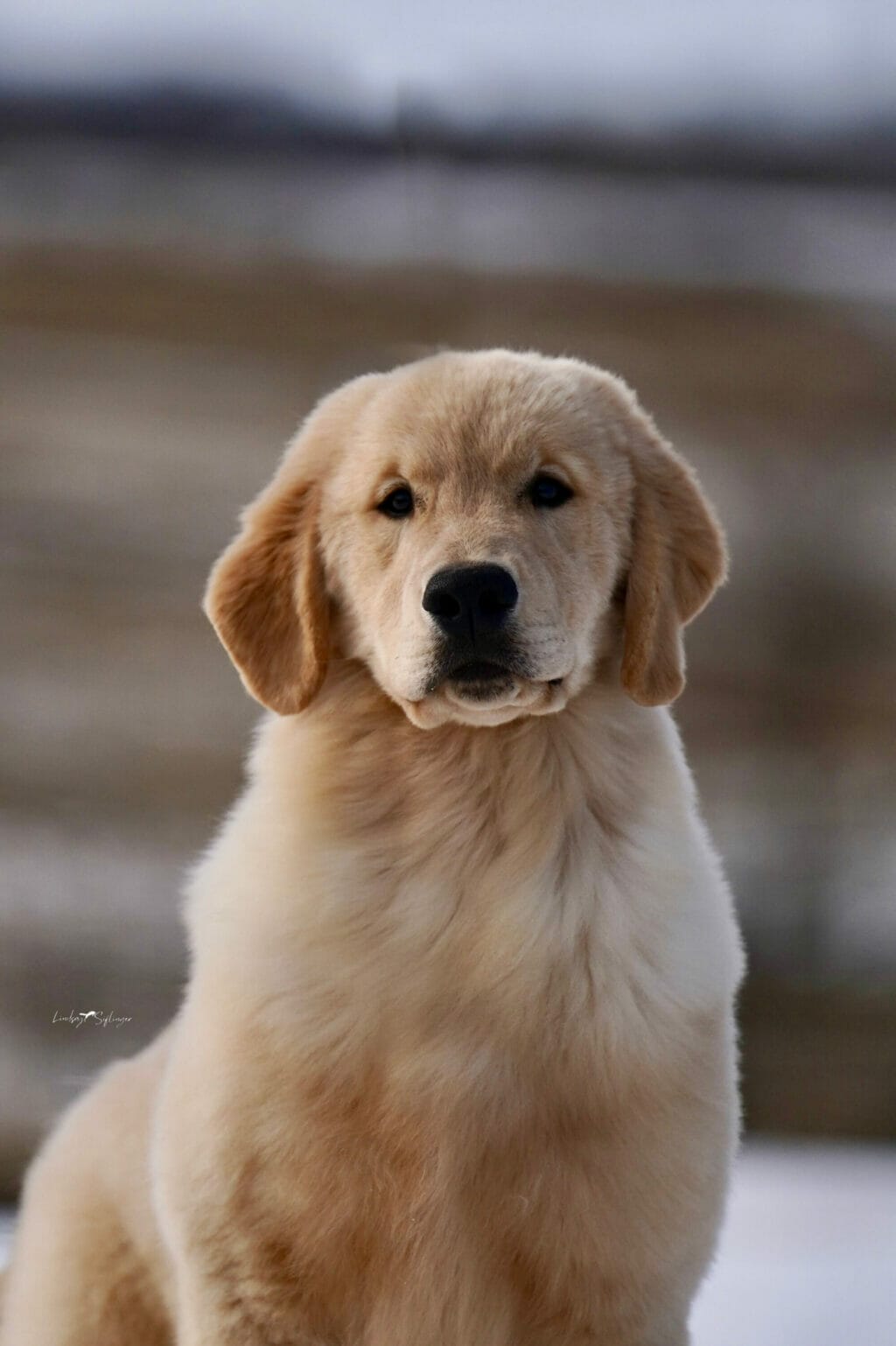 sun coast forever end game - golden retriever