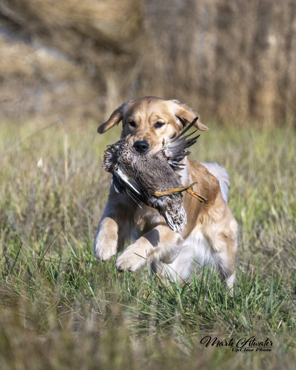 Photo of Forever Relay’s Chasin’ Nirvana SH WCX, a  Golden Retriever.