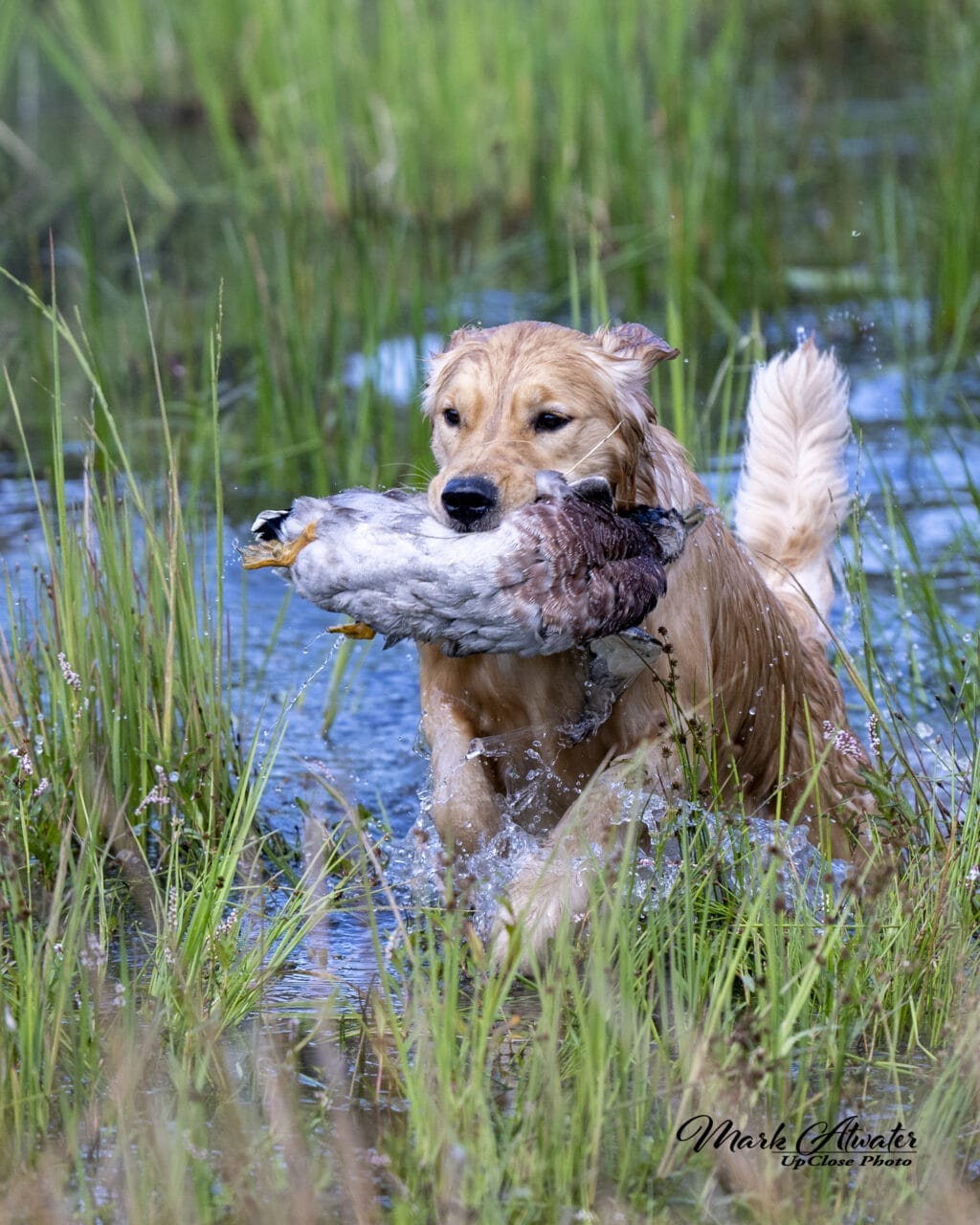 Photo of Forever Relay’s Chasin’ Nirvana SH WCX, a  Golden Retriever.