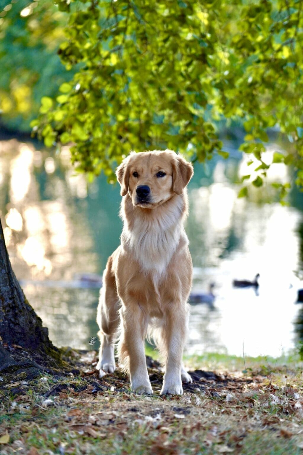 Photo of Forever Relay’s Chasin’ Nirvana SH WCX, a  Golden Retriever.